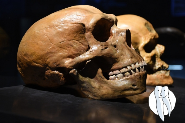 Weissheitszähne - ein Relikt aus vergangenen Zeiten (Ihr Zahnarzt in Osterholz-Scharmbeck | OHZ)